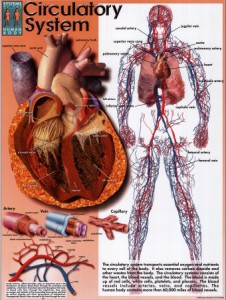 Symptoms Cholesterol